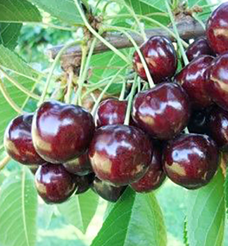 Kirschebaum �STACCATO� Unterlage Hengstfohlen, 150-170 cm, Cont. 5 l