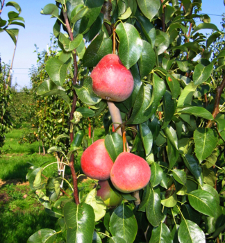 Birnenbaum RADANA Unterlage Kaukasische Birne, wurzelnackt