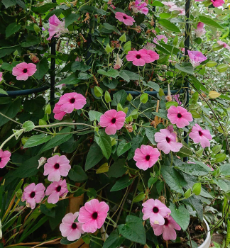 Thunbergia �SUNNY SUSY� ROSE SENSATION�, Cont. 0,5 l