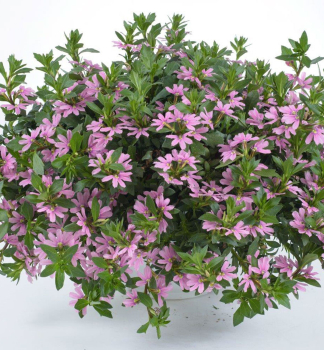 F�cherblume �VENTIA ROSE�, Cont. 0,5 l