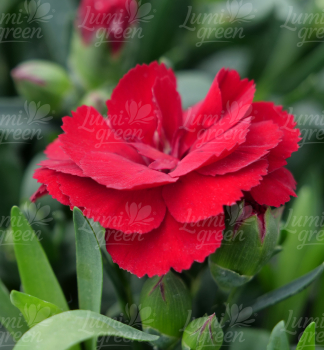 Obr�zok (6)