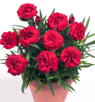 Nelke �DINAMIC RED IMPROVED�, Cont. 0,5 l