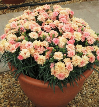 Nelke �DINAMIC APRICOT�, Cont. 0,5 l