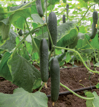 Gurke �CAMAN F1� Packung mit 4 Pflanzen