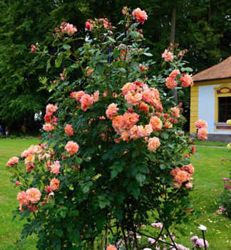 Kletterrose �ALOHA�� ** Kordes 2003, Cont. 2 l