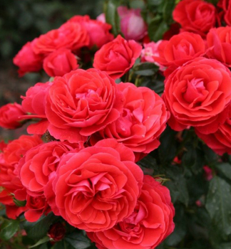 Rose CHERRY GIRL ** ADR, Kordes 2009, Cont. 2 l