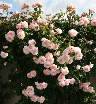 Kletterrose ROSE DE TOLBIAC* Kordes 2013, Cont. 2 l