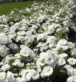 Rose INNOCENCIA ** ADR, Kordes 2003, Cont. 2 l