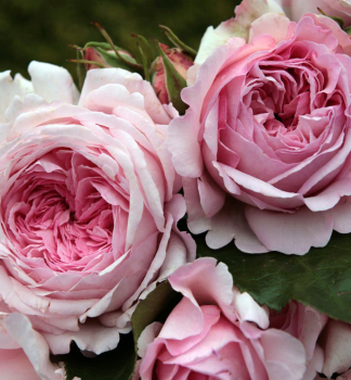 Gartenrose ALEXANDRA ** Kordes 2009, Cont. 2 l