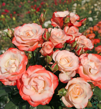 Gartenrose 'AUF DIE FREUNDSCHAFT' * Kordes 2016, Cont. 2 l