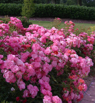 Rose MAXI VITA * ADR, Kordes 2001, Cont. 2 l