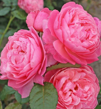 Gartenrose FLORA OLOMOUC **** Kordes 2014, Cont. 2 l