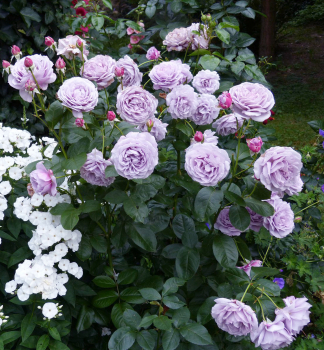 Rose NOVALIS ** ADR, Kordes 2010, Cont. 2 l