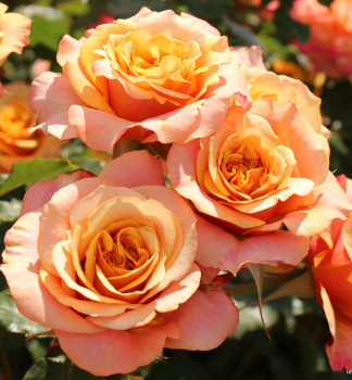 Gartenrose LA VILLA COTTA ** Kordes 2013, Cont. 2 l