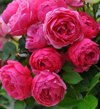 Rose POMPONELLA' * ADR, Kordes 2005, Cont. 2 l