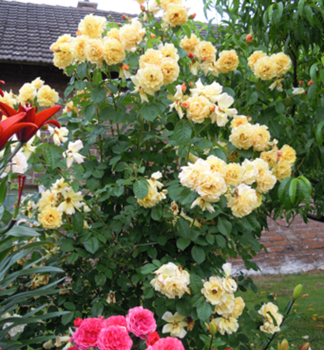 Gartenrose POSTILION *** Kordes 1998, 40-50 cm, Cont. 2 l