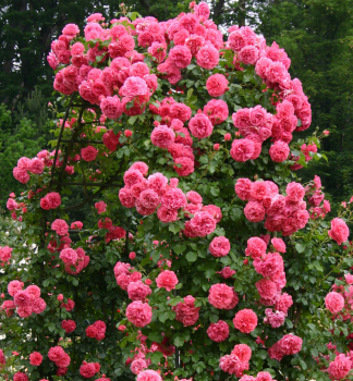 Kletterrose ROSARIUM UETERSEN * Kordes 1977, Cont. 2 l
