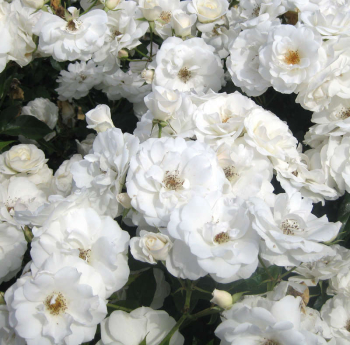 Rose SCHNEEWITTCHEN * Kordes 1958, Cont. 2 l