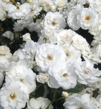 Rose SCHNEEWITTCHEN * Kordes 1958, Cont. 2 l