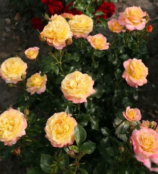 Rose ROSE DER HOFFNUNG *** Kordes 2011, Cont. 2 l