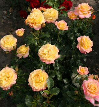 Rose ROSE DER HOFFNUNG *** Kordes 2011, Cont. 2 l