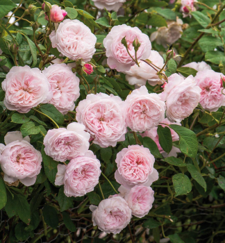 Rose ROSENFASZINATION *** ADR, Kordes 2013, Cont. 2 l