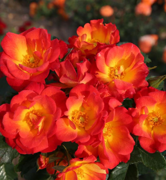 Rose SUMMER OF LOVE * ADR, Kordes 2017, Cont. 2 l