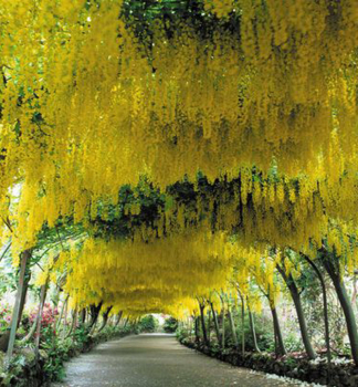 Gemeiner Goldregen, 40-50 cm, Cont. 2 l