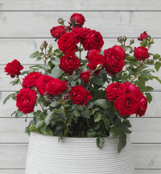 Rose 'TILL EULENSPIEGEL' * Kordes 2017, Cont. 2 l