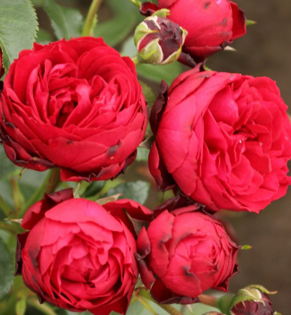 Stammrose 'TILL EULENSPIEGEL�' * Kordes 2017, auf Stamm 80 cm, Cont. 5 l