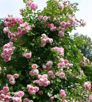Duftende Kletterrose KISS ME KATE***** Kordes 2016, Cont. 2 l