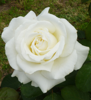 Groblumige Buschrose MEMOIRE *** Kordes 1992, Cont. 2 l