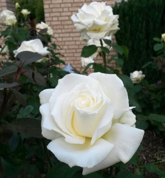 Edelrose �MEMOIRE�� *** Kordes 1992, Cont. 2 l