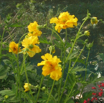 Obrzok (3)