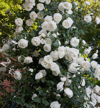 Kletterrose WHITE NEW DAWN ** , Cont. 1,6 l