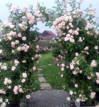 Kletterrose 'NEW DAWN' ** Tantau, Cont. 2 l