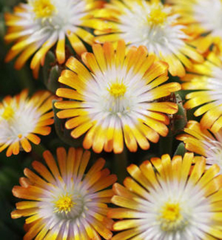Mittagsblume JEWEL OF DESERT TOPAZ Cont. 0,5 l