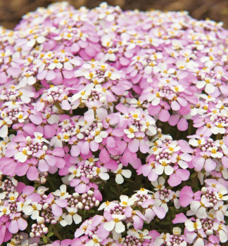 Immergr�ne Schleifenblume �PINK ICE�� Cont. 1 l