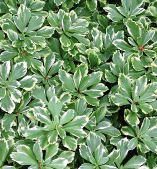 Dickmnnchen 'VARIEGATA, Cont. 1 l