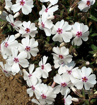 Obrzok (6)
