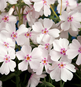 Flammenblume 'AMAZING GRACE' Cont. 0,5 l
