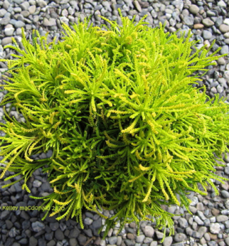 Obrzok (7)