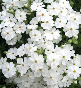 Flammenblume 'MAISCHNEE' Cont. 0,5 l