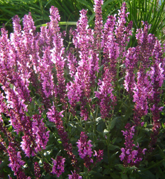Steppen-Salbei PINK BEAUTY Cont. 0,5 l