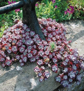 Fetthenne PURPUREUM Cont. 0,5 l