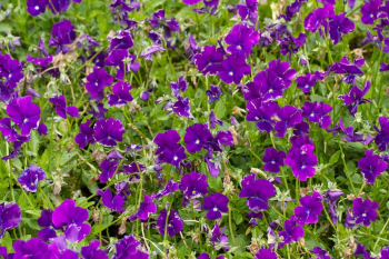 Obrzok (1)