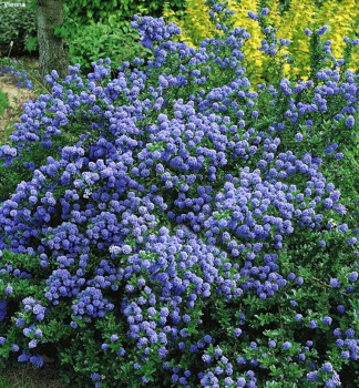 Sckelblume BLUE MOUND 10-15 cm, Cont. 1,4 l