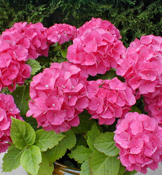 Bauern-Hortensie 'BOUQUET ROSE' 15-20 cm, Cont. 2,5 l