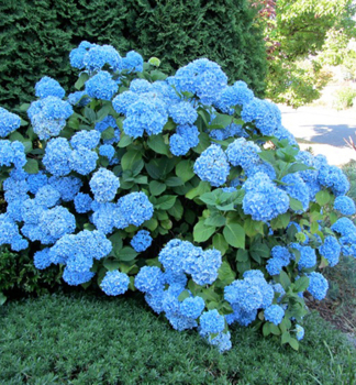 Bauern-Hortensie NIKKO BLUE 15-20 cm, Cont. 2,5 l