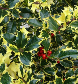 Stechpalme Stechpalme 'MADAME BRIOT' 20-30 cm, Cont. 2,5 l